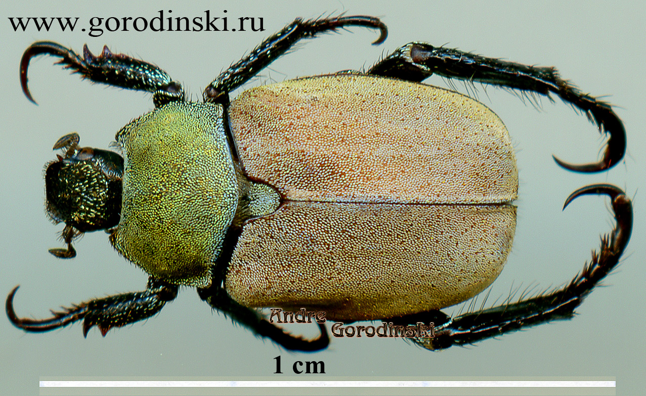 http://www.gorodinski.ru/scarabs/Hoplia davidis.jpg